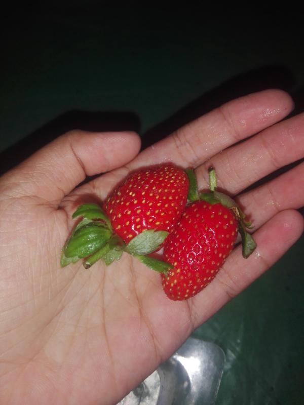 boys-personal photo of Lanka Ads